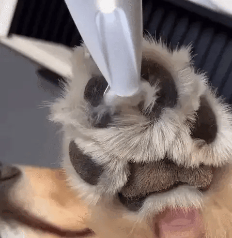 PawEase Pro™ Tondeuse à pattes