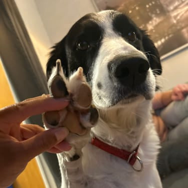 PawEase Pro™ Tondeuse à pattes